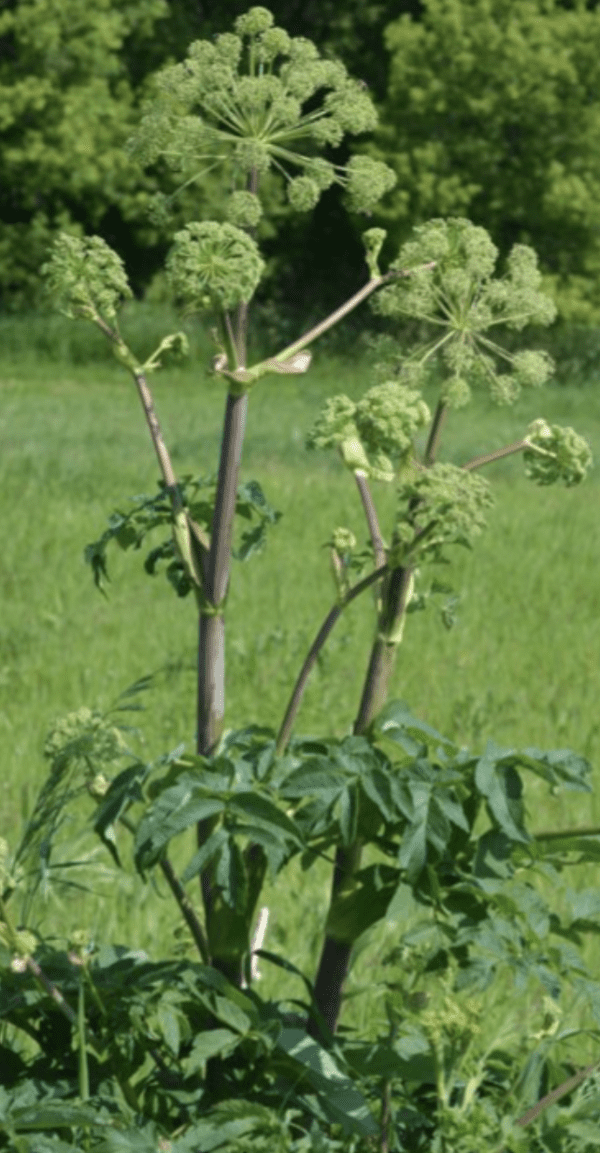 Angelica atropurpurea - North American Great Angelica (quart pot)